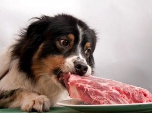 适合狗狗吃的几样美食哟哪些？