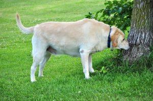 拉布拉多犬的标准体重是多少？拉布拉多犬各阶段的标准体重