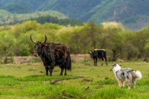 边境牧羊犬的历史——边境牧羊犬的外貌特点