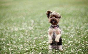 盘点13大体型最小的茶杯犬，聪明可爱惹人爱，你最喜欢哪一种？