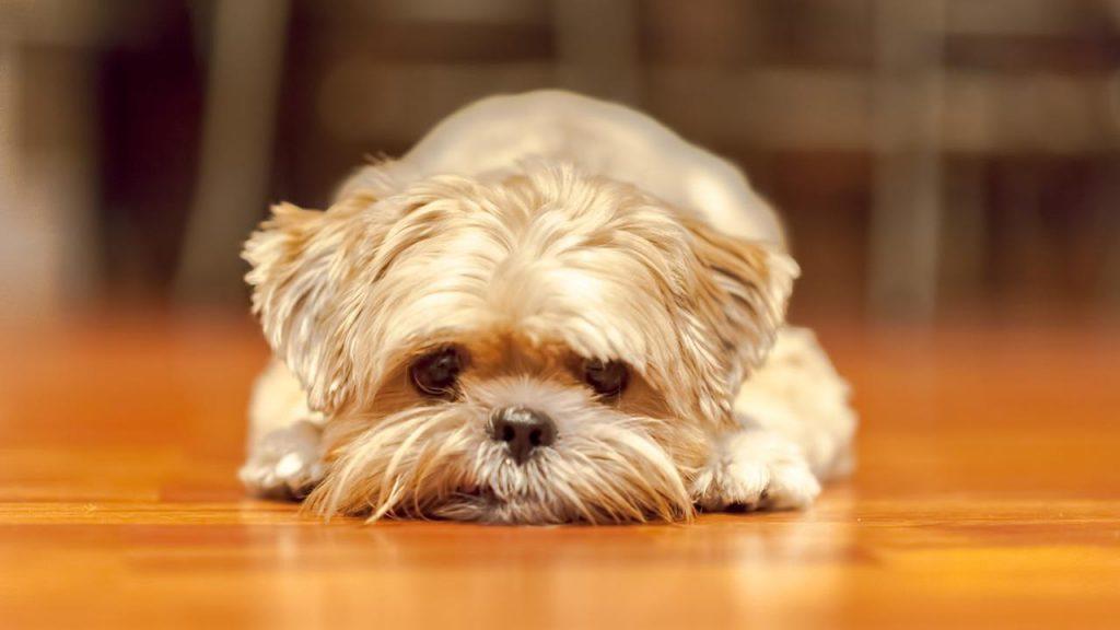 狗狗发烧的迹象，狗狗发烧后能为它做些什么？