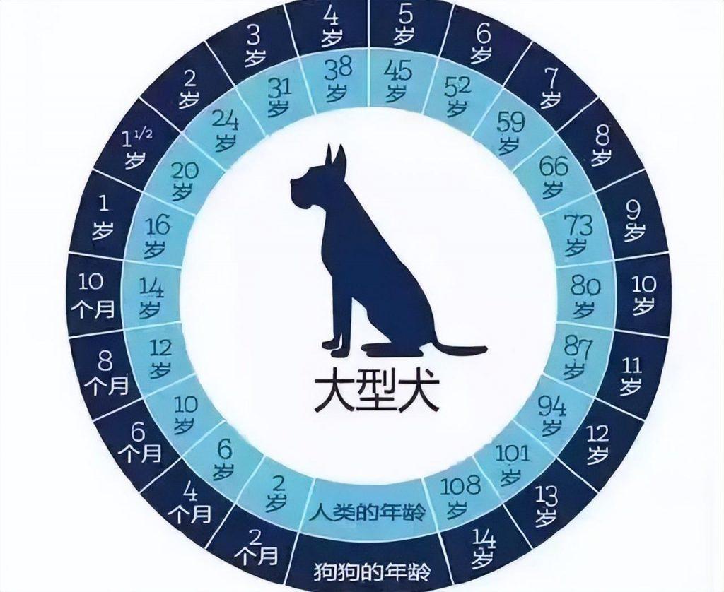 狗狗最新年龄换算表——你家狗相当于人几岁你知道吗？