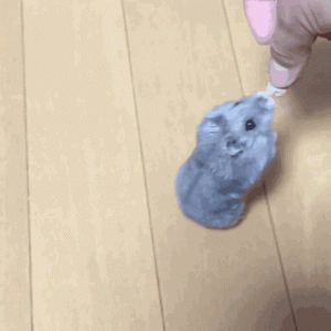 仓鼠是廉价宠物？养仓鼠真的便宜吗？