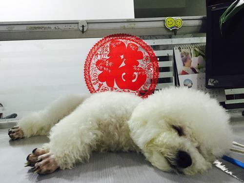 你家比熊有肠胃不好的表现吗?比熊拉肚子要先对好5个症状 你家比熊有肠胃不好的表现吗?比熊拉肚子要先对好5个症状