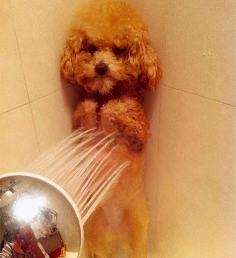 泰迪犬多久洗一次澡？怎么让泰迪犬变得更好看、没有体味？