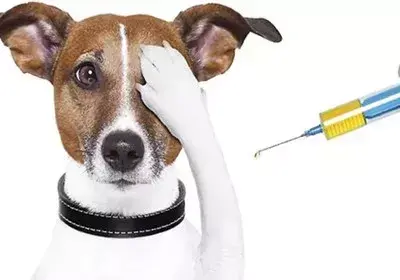 狗三联五联疫苗是什么？关于狗狗疫苗基础介绍
