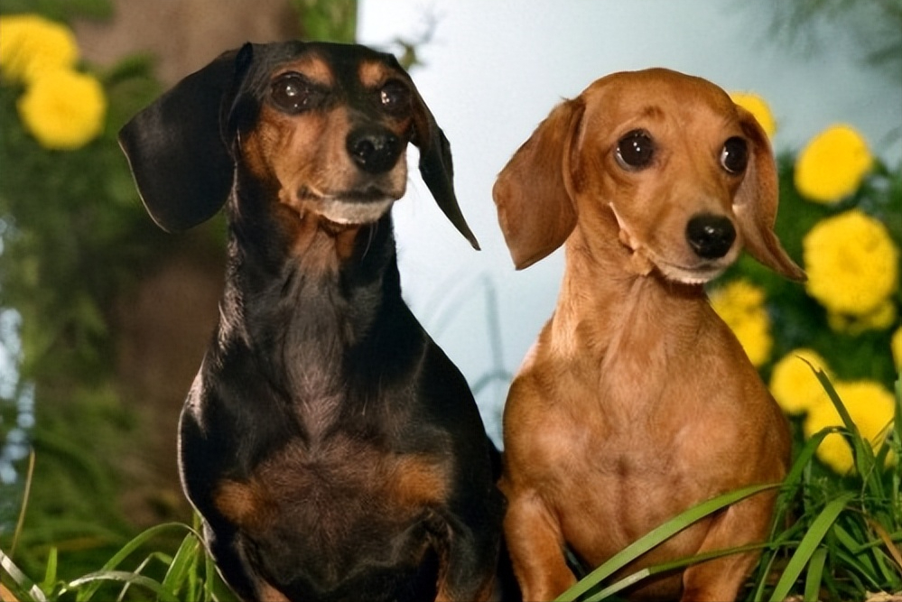 有关于腊肠犬你们了解多少呢？你会选择养腊肠犬吗？