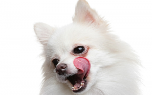 两个月狗狗口臭是什么原因？两个月的小狗出现口臭怎么回事？
