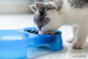 猫咪应该一日几餐？喂猫的频率多少才是合适？