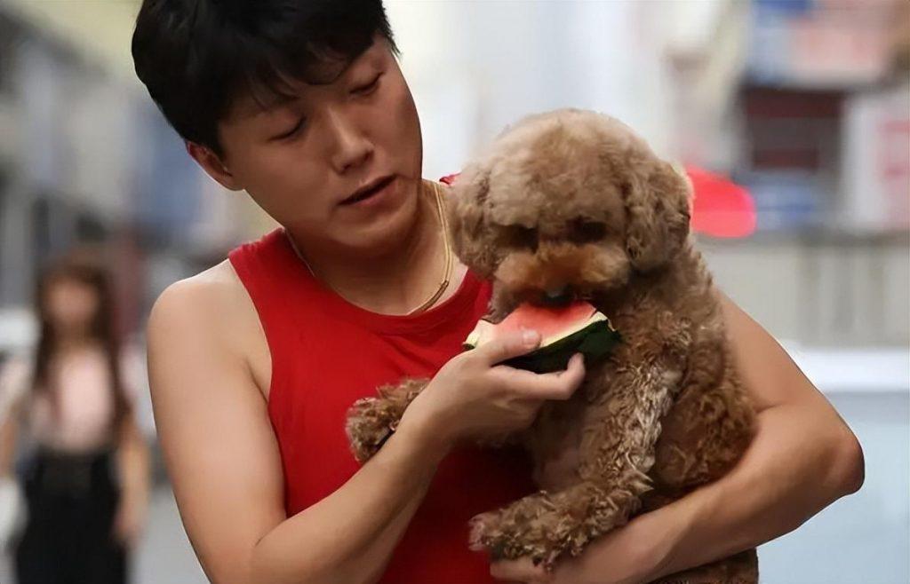 高温季节，饲养泰迪犬牢记“6不要”，对它有益处