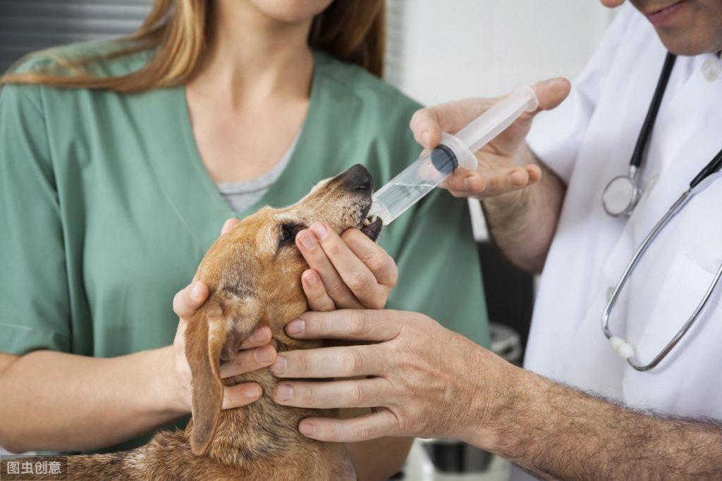 庆大霉素可以治疗狗狗细小病毒？细菌和病毒用药完全不同