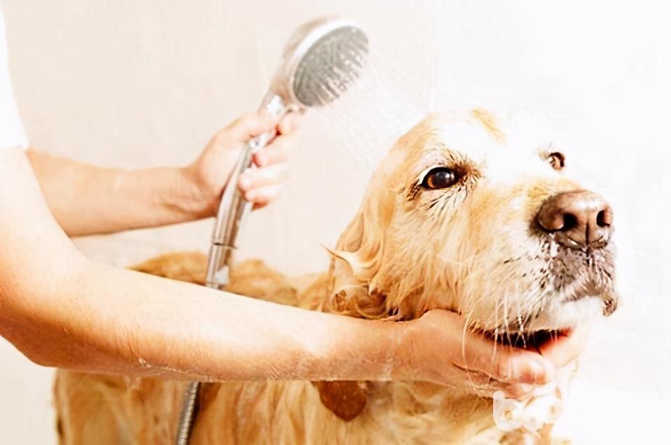 狗狗洗澡有讲究，这6大禁忌不能犯，你有做过吗？