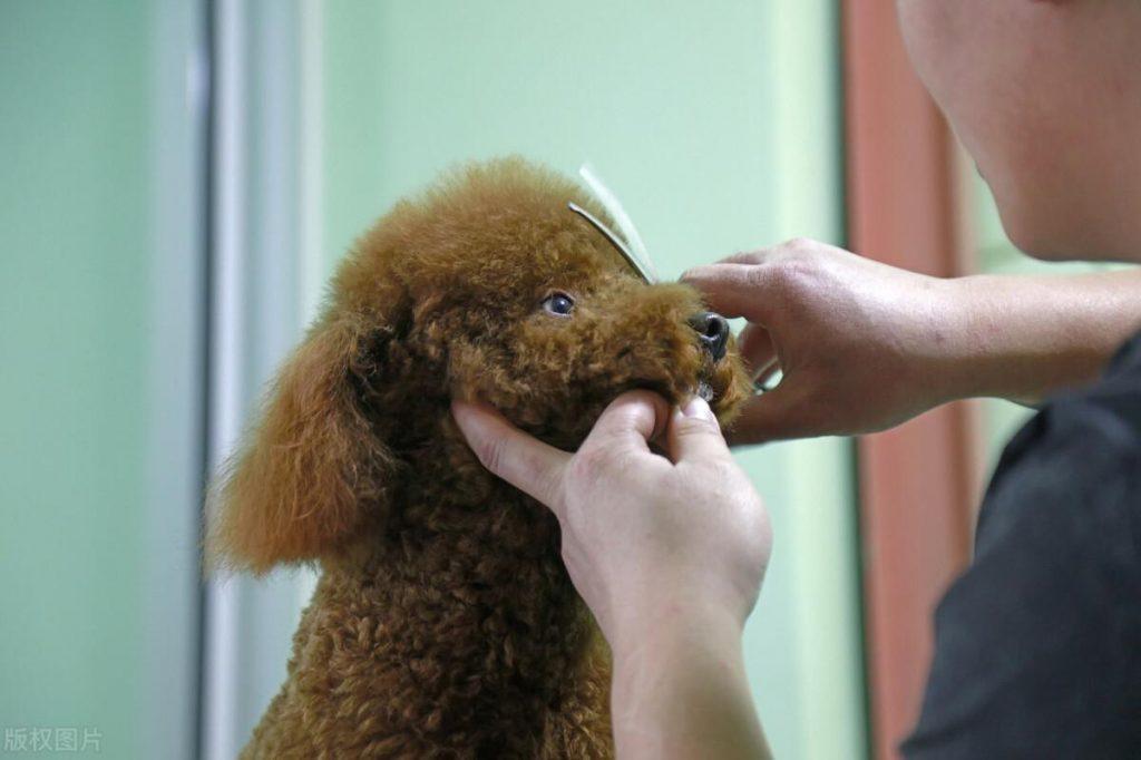 养一只泰迪犬要花多少钱？宠物消费的那些误区
