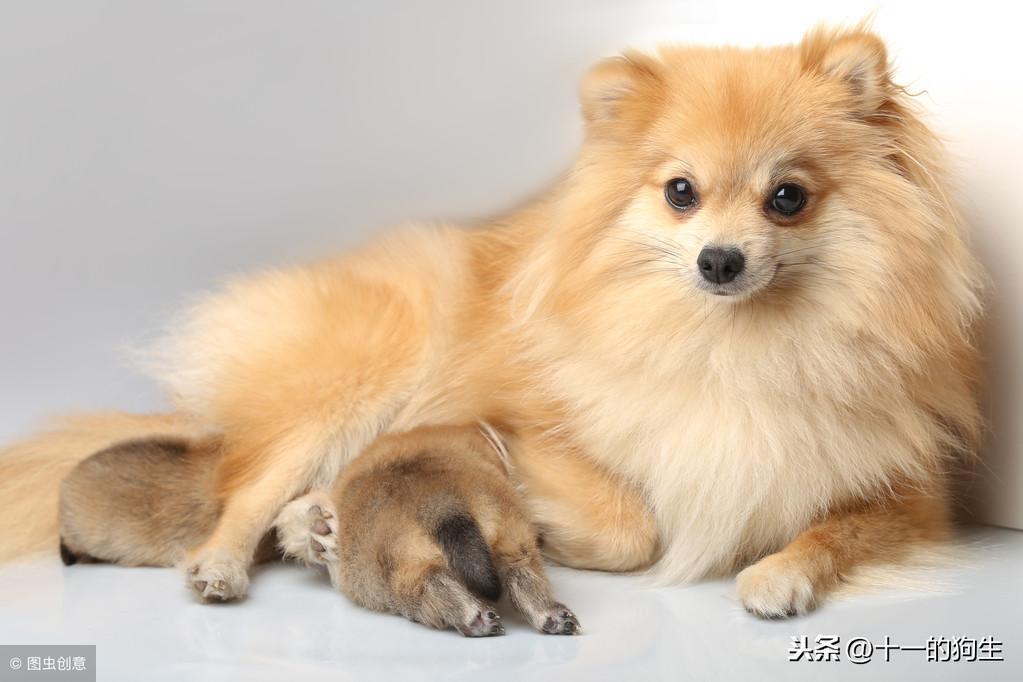 母犬怀孕到生产要多少天?怀孕的狗狗会有哪些变化?如何照顾产前产后的母犬? 母犬怀孕到生产要多少天?怀孕的狗狗会有哪些变化?如何照顾产前产后的母犬?