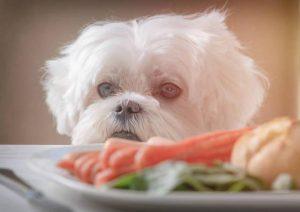 健康的狗狗通常食欲旺盛，一天喂食几次呢？过多过少也有坏处