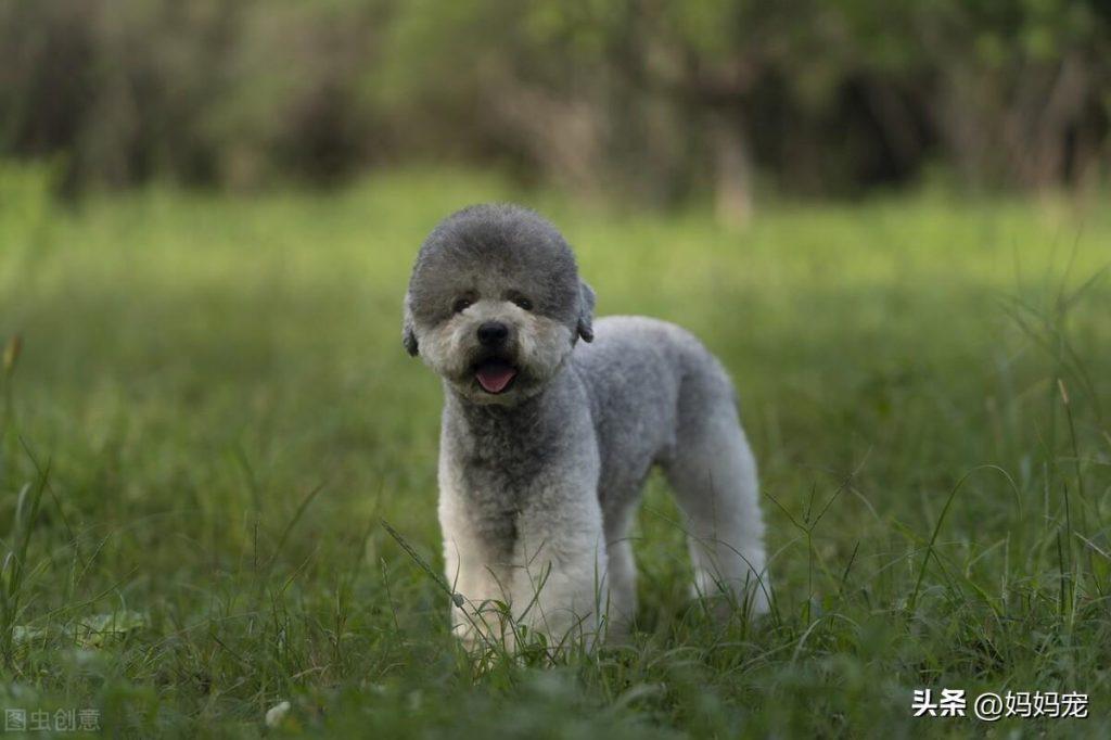泰迪犬多少钱一只？灰色泰迪的价格是怎么样的？
