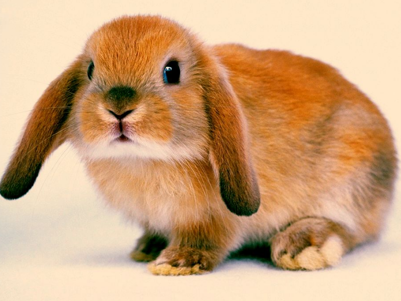 好看又好养的5种宠物兔，超适合新手饲养,哪一只是你的菜？