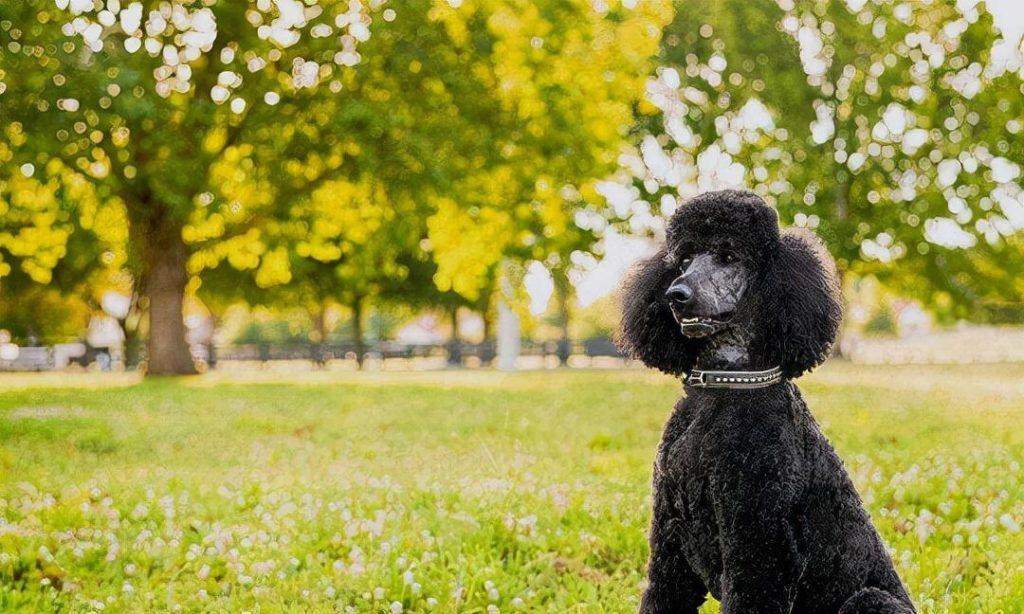 贵宾犬和泰迪的区别，贵宾犬什么颜色最贵你了解过吗