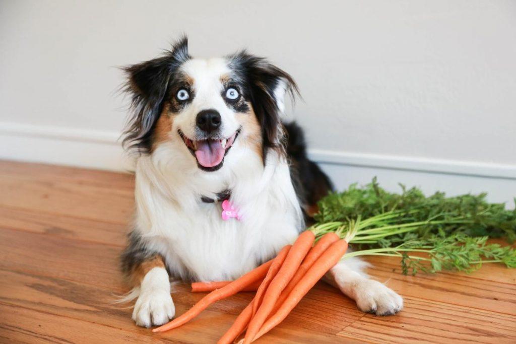 长期给狗喂胡萝卜可以吗？过量食用可能让狗中毒（狗长期吃胡萝卜好吗）