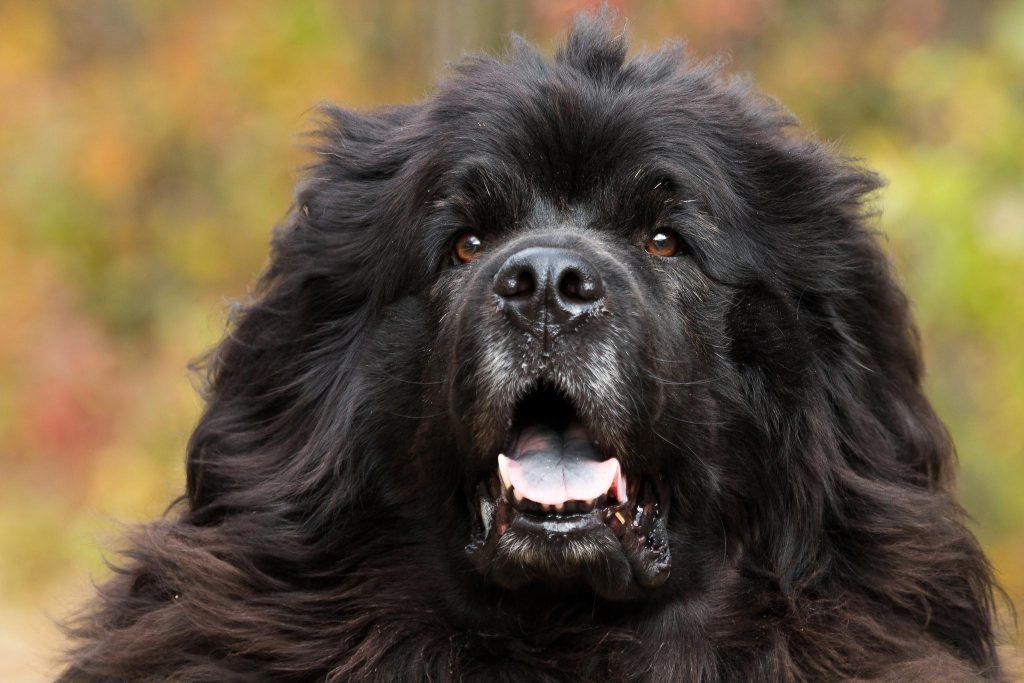 纽芬兰犬为什么会被禁养?狗狗中的游泳健将,曾在海难救20人 纽芬兰犬为什么会被禁养?狗狗中的游泳健将,曾在海难救20人