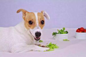 狗狗缺少维生素的表现是怎么样的？