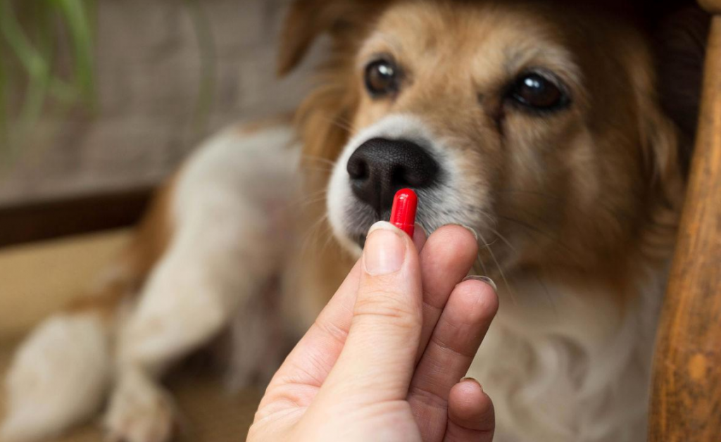 狗狗驱虫药应该怎么吃？狗狗吃驱虫药要注意什么？