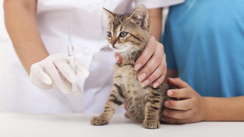 猫咪需要注射的疫苗有哪些？疫苗接种后要注意什么？