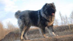 世界上体型最大的5种猛犬的介绍（5种猛犬分别是什么？）