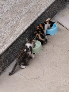 新手养猫基础知识：两个月小猫怎么喂养