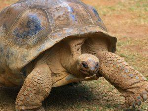 巴西龟寿命到底有多长？万年龟真的存在吗?