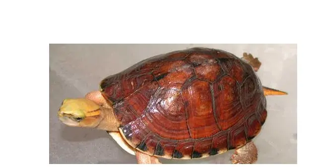 你知道中国有多少种龟吗？盘点中国本土已知的龟品种