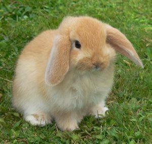 宠物兔价格及品种介绍，一般宠物兔多少钱一只？