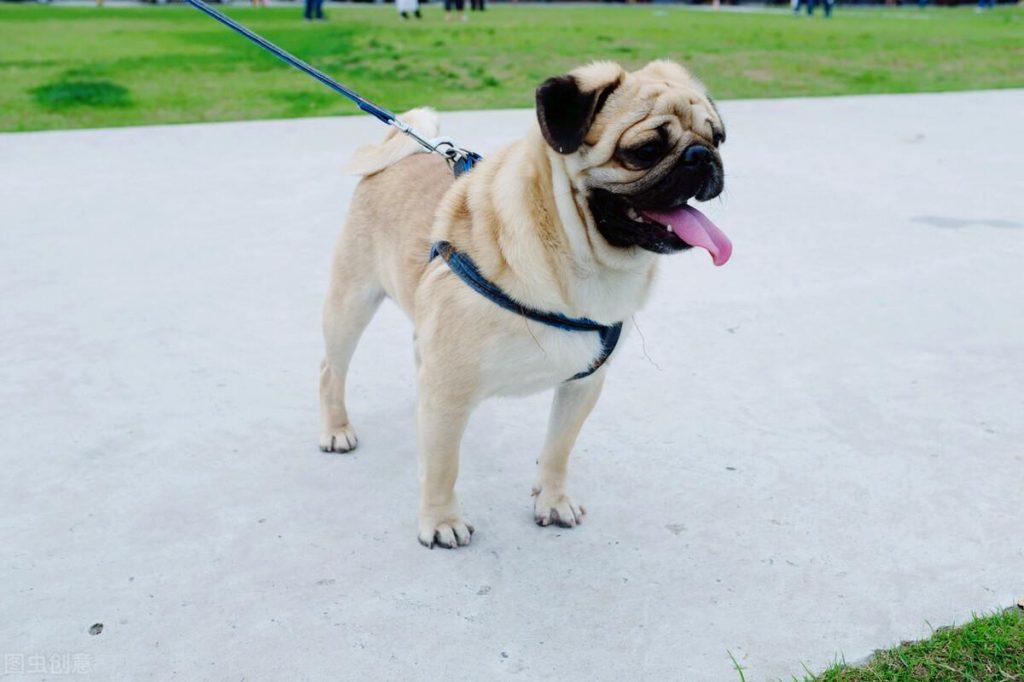 巴哥犬是最受欢迎的家庭伴侣犬之一：巴哥幼犬多少钱一只？
