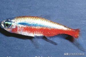 详解宝莲灯鱼——宝莲灯鱼的繁殖和饲养