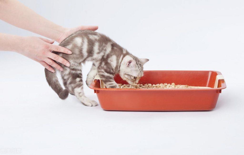 新手怎么喂养和训练两个月的小奶猫？总结小奶猫的喂养和训练方法