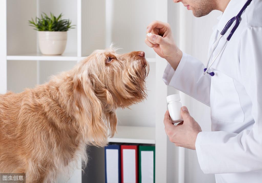 狗狗吃了驱虫药为什么会吐？是正常反应，狗狗吃驱虫药会吐的原因分析