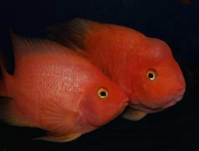 假设我们要养一缸鹦鹉鱼,想要养红,需要准备哪些措施和食物?