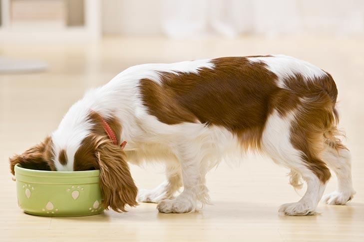 狗狗食欲下降可能是健康出现问题？狗狗食欲下降的8个原因