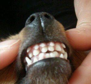 狗狗有两排牙齿帮助咀嚼？怎么解决狗狗双排牙问题？
