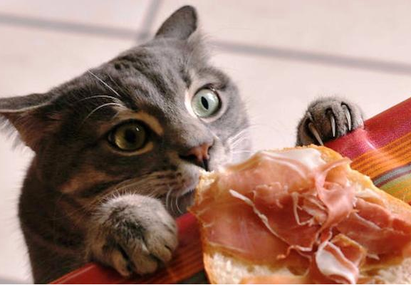 猫咪除了猫粮还能吃什么呢？最适合吃的5种人食，价格亲民