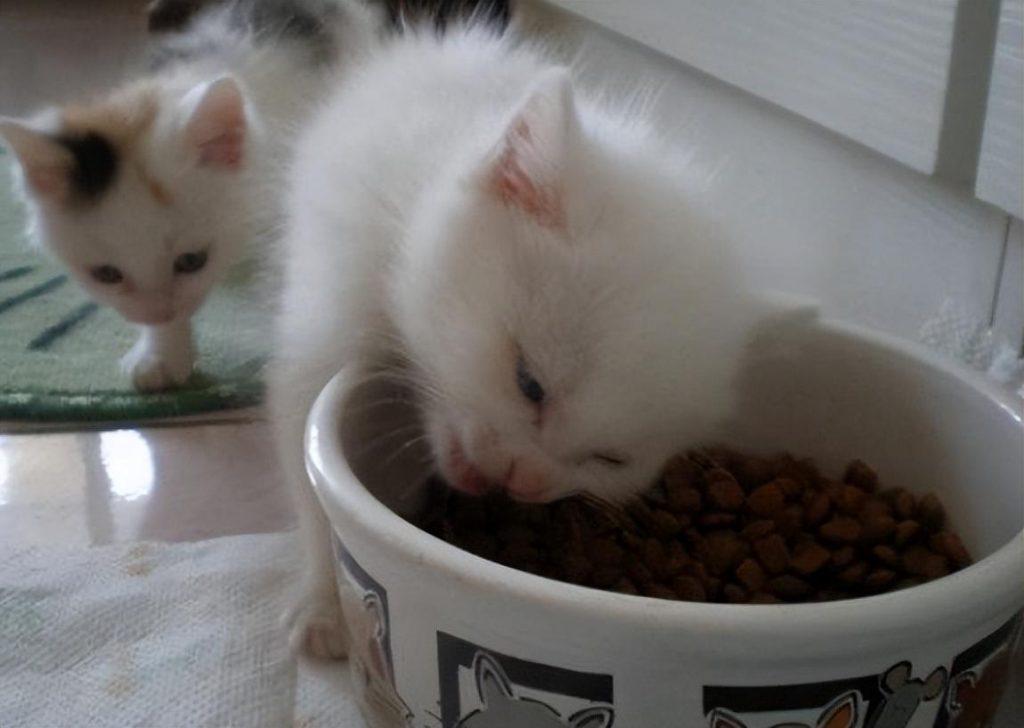 三个月猫咪隔几个小时喂一次？幼猫饮食的注意事项