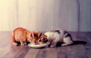 如何喂养一只刚满月的幼猫？建议幼猫主吃流食