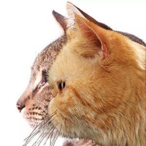 猫届贵妇加菲猫的特点和护理方式（加菲猫易患呼吸系统疾病）