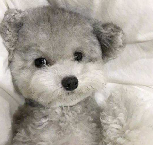 泰迪犬什么颜色最贵？泰迪犬是什么犬？