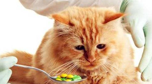 聊一聊幼猫专属营养——猫奶糕的介绍