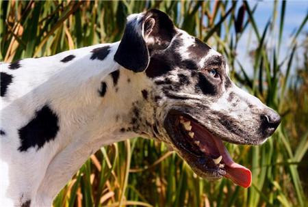 大丹狗幼犬一只多少钱？大丹犬的选购，标准特征介绍！