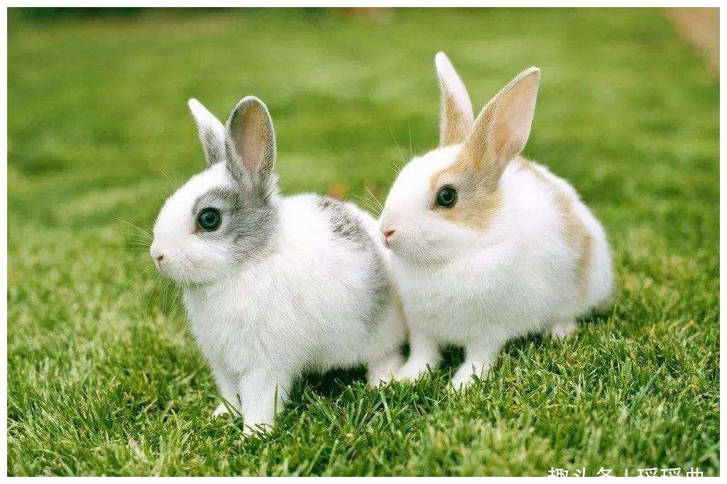 养兔知识：刚出生几天的小兔子怎么养？兔兔可以吃奶粉吗？