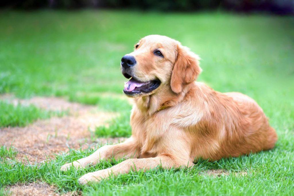 养金毛犬，一个月要花多少钱？在哪些方面要花钱