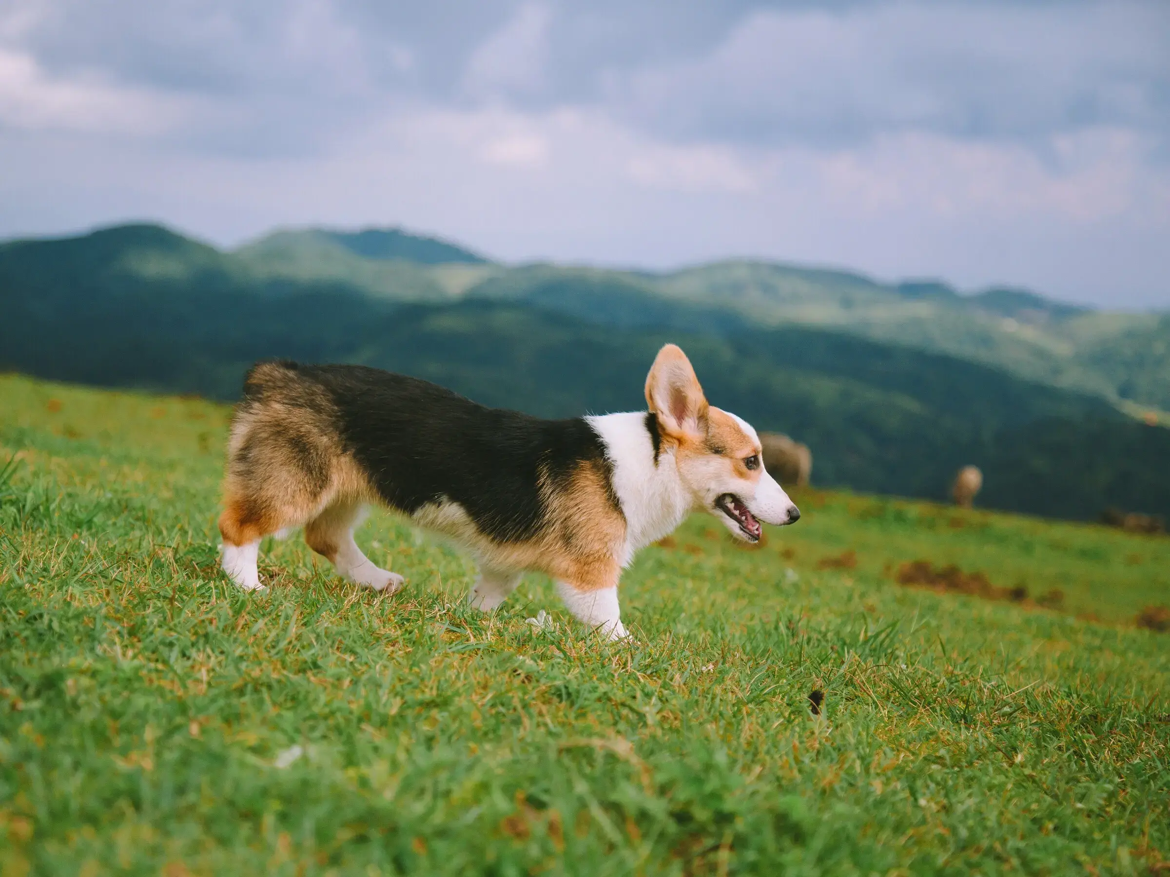 柯基犬是有什么缺点吗？为什么饲养的人那么少？