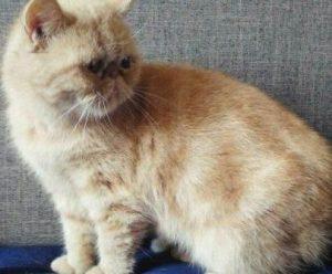 加菲猫常见的十七种毛色介绍